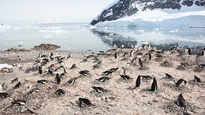 ゼンツーペンギンの営巣地