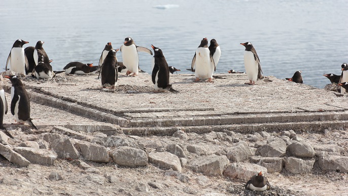 ゼンツーペンギンの営巣地