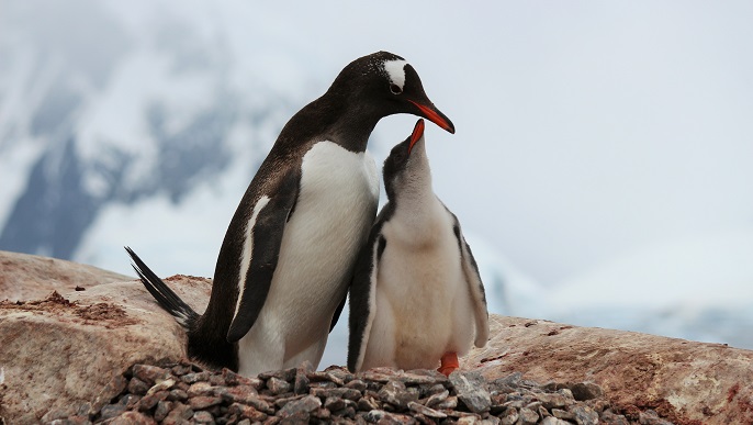 ゼンツーペンギン