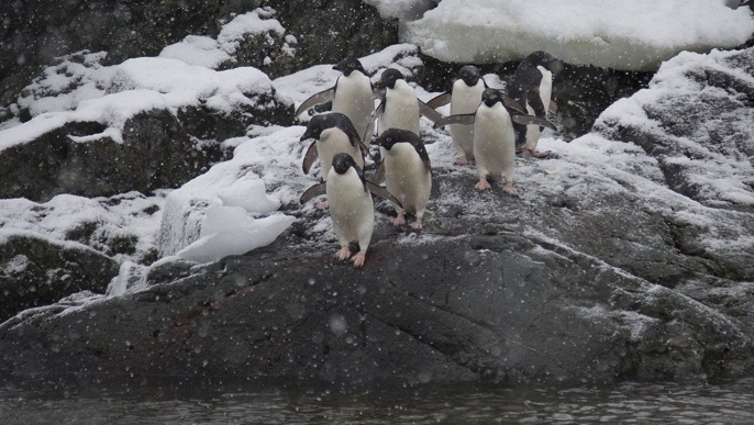 アデリーペンギン／南極観光