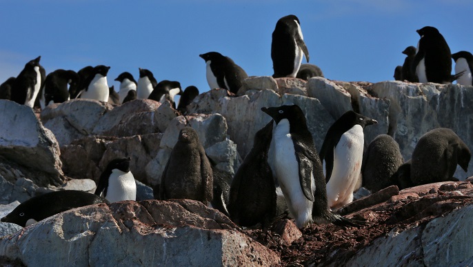 アデリーペンギンの営巣地