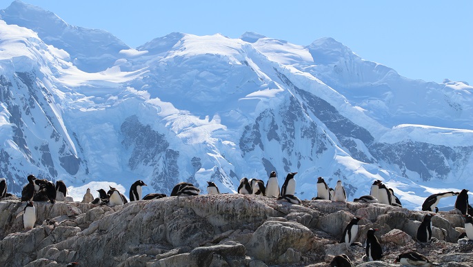 ゼンツーペンギンの営巣地／南極観光