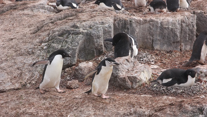 アデリーペンギンとヒゲペンギン