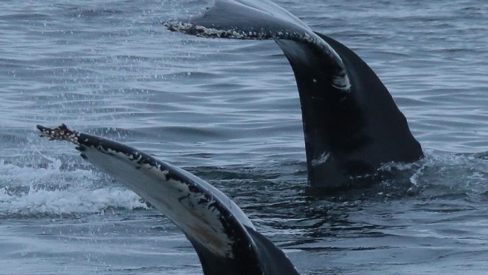 ザトウクジラ／南極観光