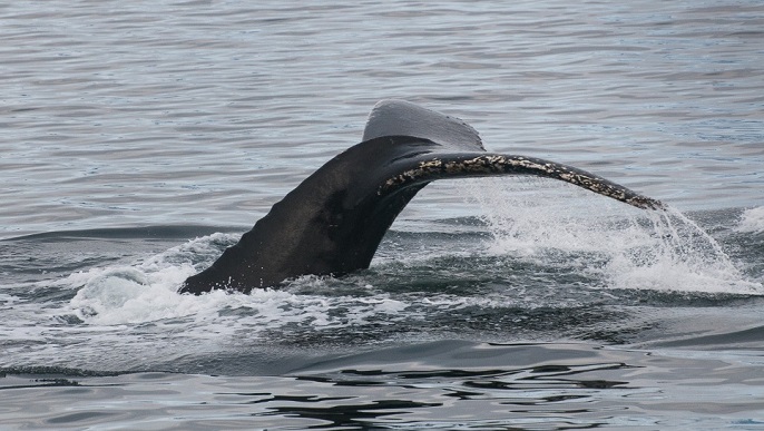 ザトウクジラ