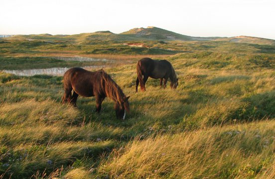 カナダ東海岸探検クルーズ11日間コース詳細 南極旅行 北極旅行のクルーズ ツアー 株 クルーズライフ