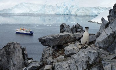 ヒゲペンギン／南極観光