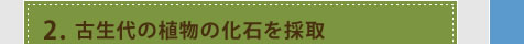 2.古生代の植物の化石を採取